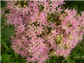 sedum